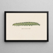 Entomologia acquerello Pl110 - George Hudson — quadro incorniciato alla parete