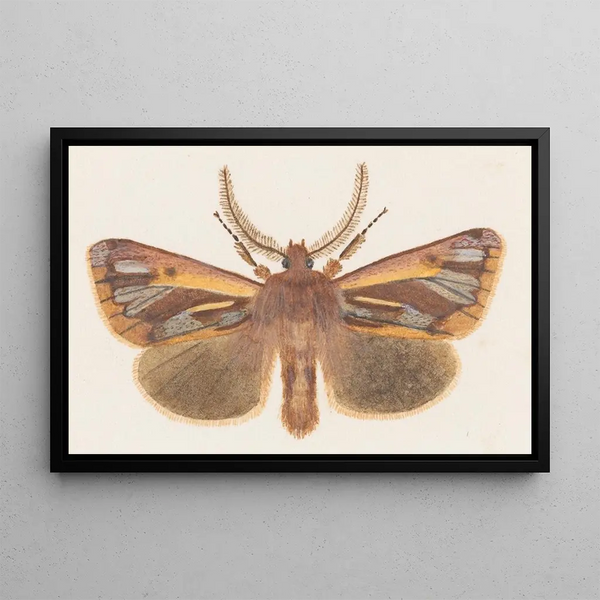George Hudson - Entomology watercolour Pl126.webp