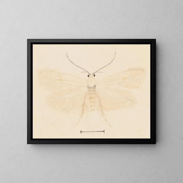 Acquerello di entomologia Pl131 - George Hudson — quadro incorniciato alla parete