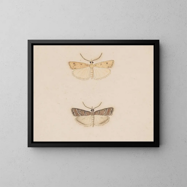 Acquerello di entomologia Pl134 - George Hudson — quadro incorniciato alla parete