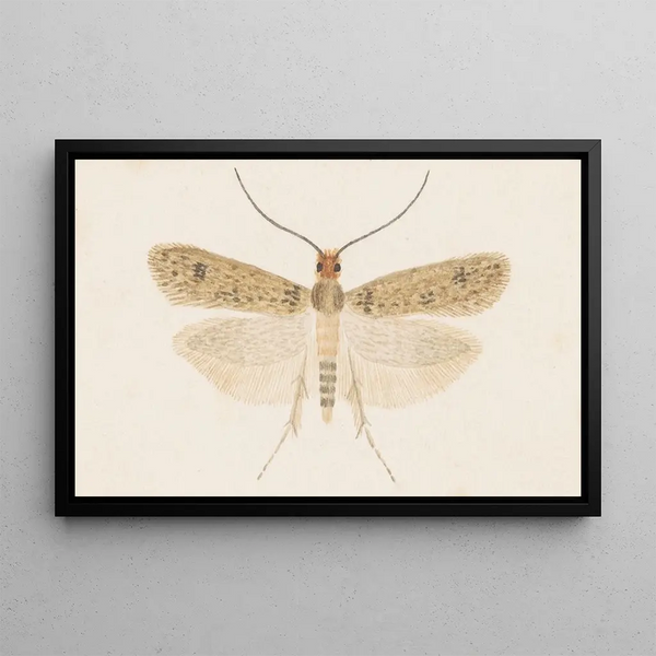 Entomologia acquerello Pl135 - George Hudson — quadro incorniciato alla parete