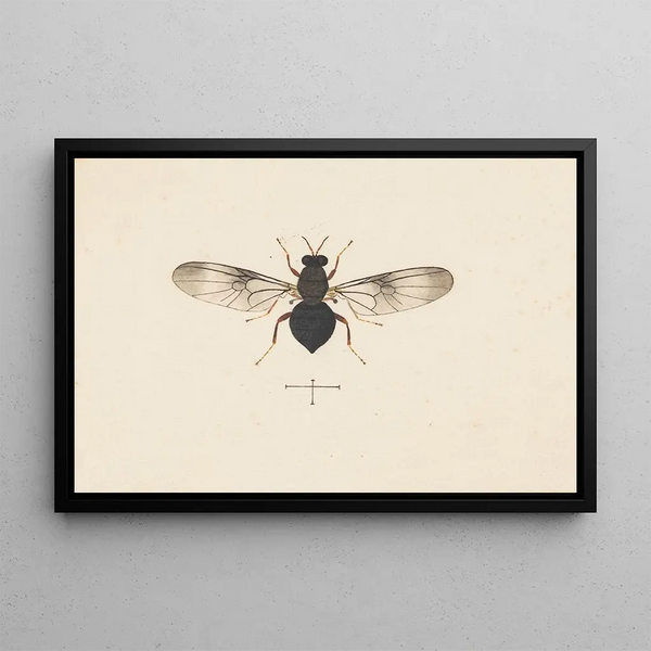 George Hudson - Entomology watercolour Pl141.webp