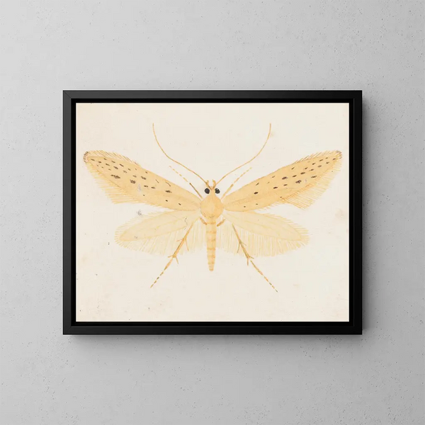 Acquerello di entomologia Pl144 - George Hudson — quadro incorniciato alla parete