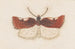 Entomologia acquerello Pl147 - George Hudson — vista dell’opera