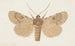 Entomologia acquerello Pl154 - George Hudson — vista dell’opera