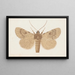 Entomologia acquerello Pl154 - George Hudson — quadro incorniciato alla parete