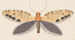 Aquarell der Entomologie Pl158 - George Hudson — Ansicht des Kunstwerks