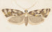 Entomologia acquerello Pl159 - George Hudson — vista dell’opera