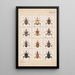 Original handbemalt für Fragmente der neuseeländischen Entomologie Platte XIV - George Hudson — gerahmtes Bild an der Wand