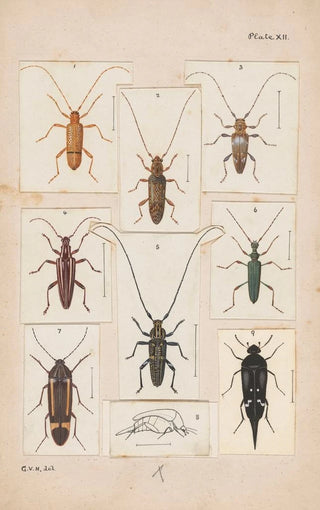 George Hudson - Original hand painted plate for New Zealand Beetles Plate XII.webp