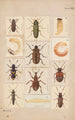 Original handbemalt für Käfer Neuseelands Planche XVI - George Hudson — Ansicht des Kunstwerks