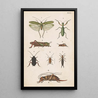 George Hudson - Original hand painted plate for the Manual of New Zealand Entomology Plate XVII.webp