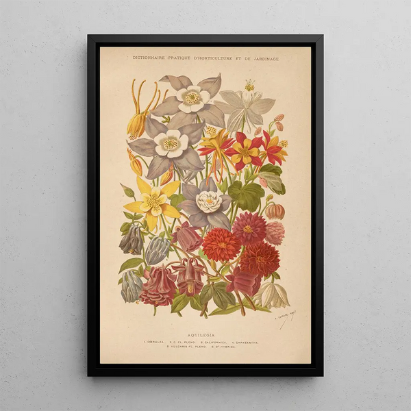 George Nicholson - Dictionnaire pratique dhorticulture Pl05.webp