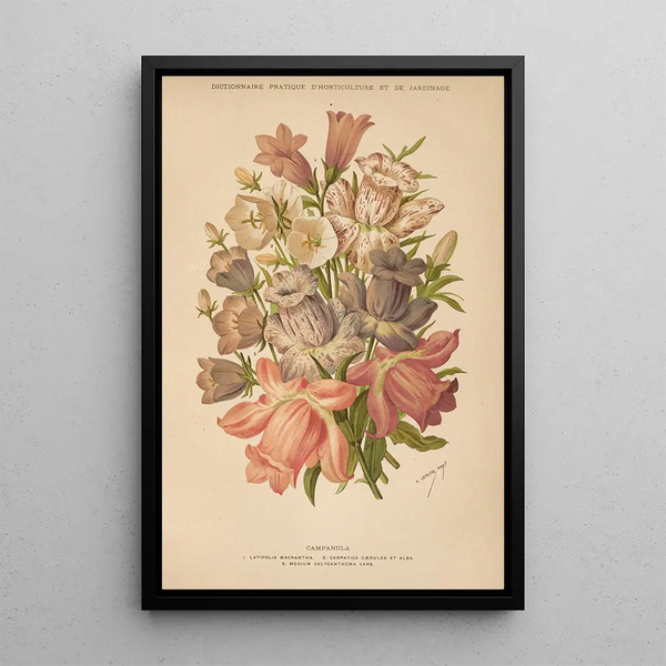 George Nicholson - Dictionnaire pratique dhorticulture Pl09.webp