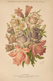 Dictionnaire pratique d'horticulture Pl09 - George Nicholson — Ansicht des Kunstwerks