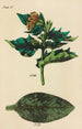 A manual of botanical materia medica Pl06 - George Sampson Valentine Wills — artwork view