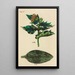 A manual of botanical materia medica Pl06 - George Sampson Valentine Wills — framed artwork on a wall