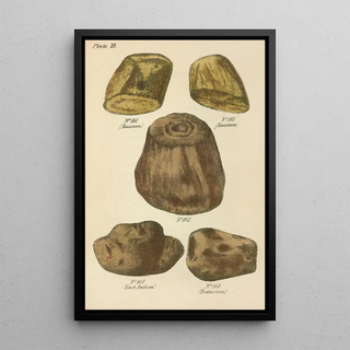 George Sampson Valentine Wills - A Manual of Vegetable Materia Medica Pl07.webp