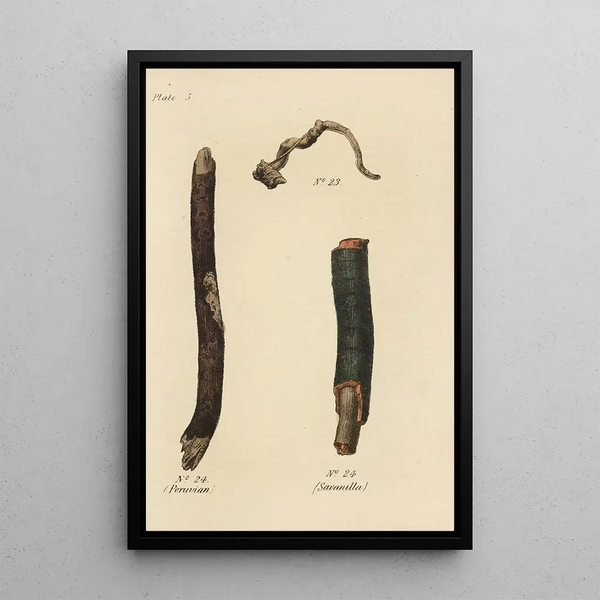 George Sampson Valentine Wills - A Manual of Vegetable Materia Medica Pl19.webp