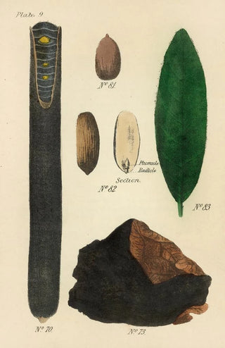 George Sampson Valentine Wills - A Manual of Vegetable Materia Medica Pl23.webp