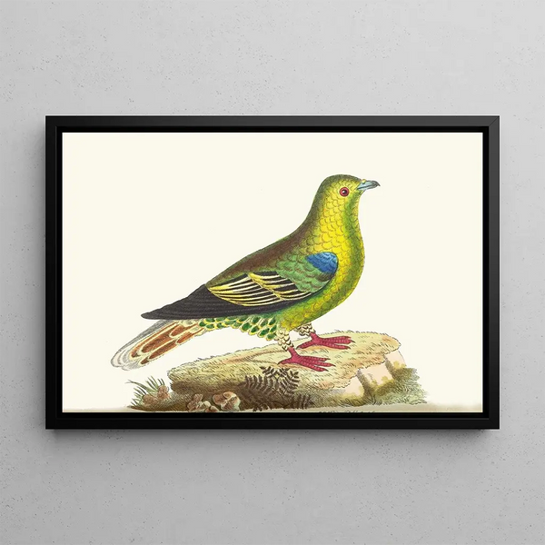 George Shaw - Madagascar Pigeon.webp