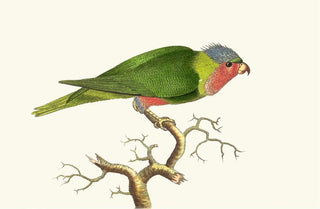 George Shaw - PURPLE HEADED PARRAKEET.webp