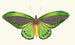 Papilio priamus - George Shaw — artwork view