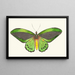 Papilio priamus - George Shaw — framed artwork on a wall