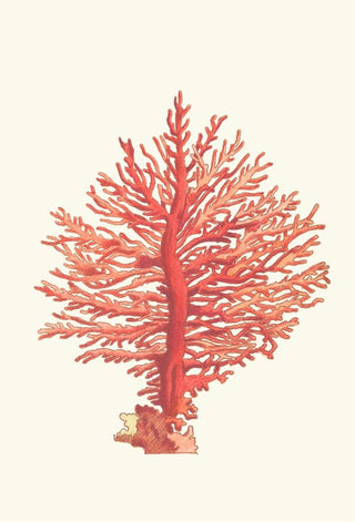 George Shaw - Pinnated Gorgonia.webp