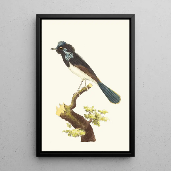 George Shaw - The SUPERB WARBLER.webp