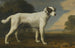Il cane bianco di Visconte Gormanston - George Stubbs — vista dell’opera