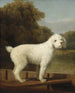 Caniche bianco in un punto - George Stubbs — vista dell’opera