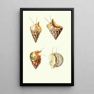 Georges Servain - Trochus minutus Trochus conulusPhasianella pullus Trochus divaricatus.webp