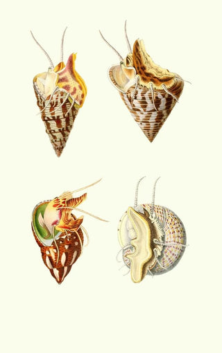Georges Servain - Trochus minutus Trochus conulusPhasianella pullus Trochus divaricatus.webp
