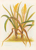 Anthericum Hookeri - Georgina Burne Hetley — artwork view