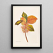 Aristotelia Racemosa - Georgina Burne Hetley — framed artwork on a wall