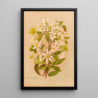 Georgina Burne Hetley - Clematis Indivisa.webp