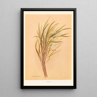 Georgina Burne Hetley - Earina Mucronata.webp