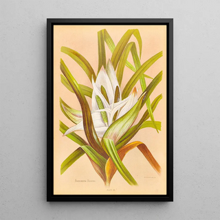 Georgina Burne Hetley - Freycinetia Banksii.webp