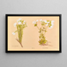 Linum monogynum - Georgina Burne Hetley — framed artwork on a wall