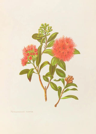 Georgina Burne Hetley - Meterosideros Florida.webp