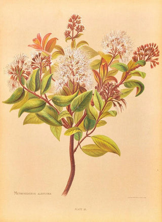 Georgina Burne Hetley - Metrosideros Albiflora.webp