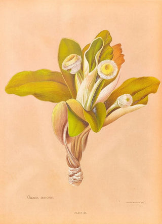 Georgina Burne Hetley - Oleria Insignis.webp