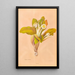 Oleria insignis - Georgina Burne Hetley — framed artwork on a wall