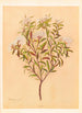 Phebalium nudum - Georgina Burne Hetley — artwork view