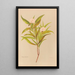 Pimelea longifolia - Georgina Burne Hetley — framed artwork on a wall