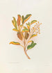 Selecio eleagnifolius - Georgina Burne Hetley — artwork view