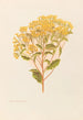 Senecio perdicioides - Georgina Burne Hetley — artwork view