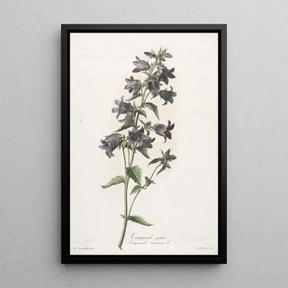 Gerard van Spaendonck - Campanule gantele.webp