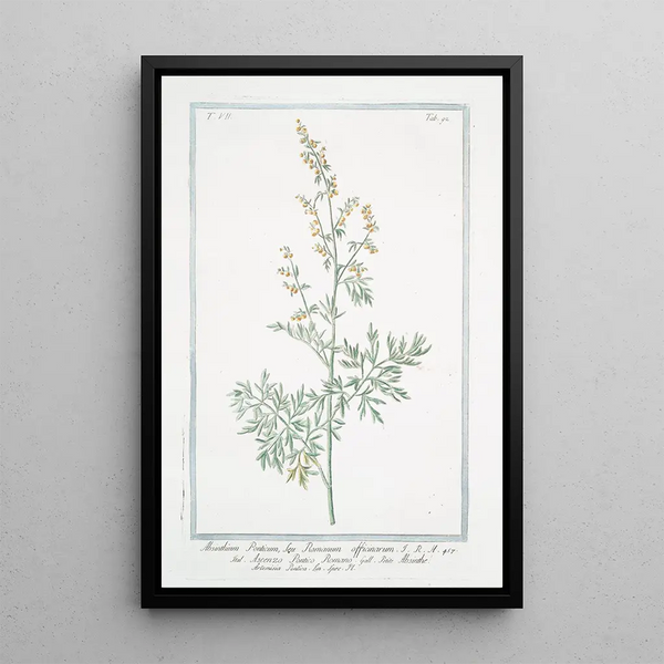 Giorgio Bonelli - Absinthium Ponticum seu Romanum officinarum Ascenzo Pontico Romano Absinthe Artemisia Pontica Lin Spec Pl Roman wormwood.webp